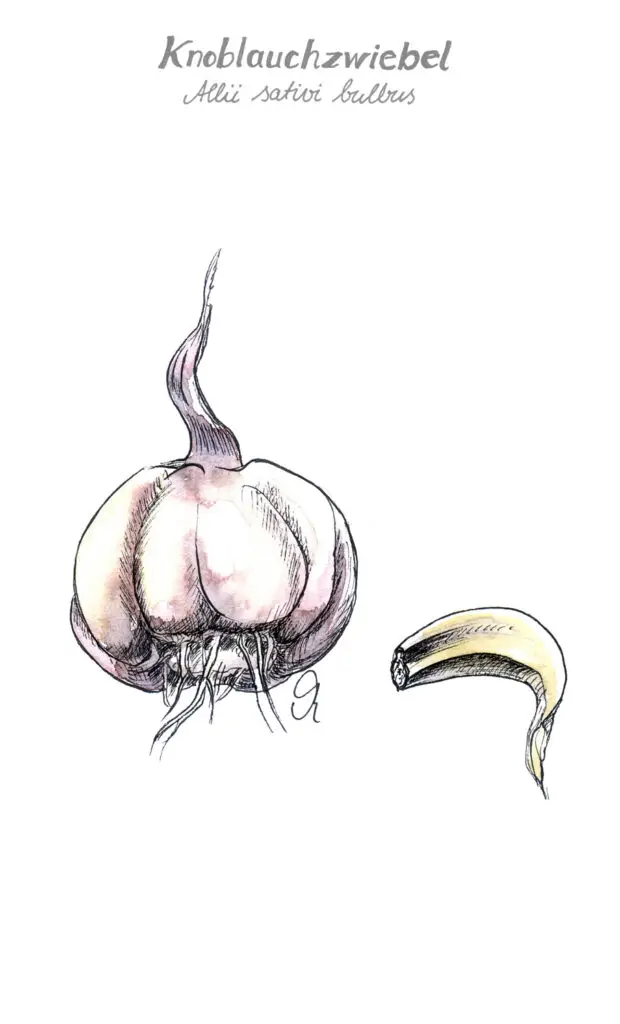 Knoblauch