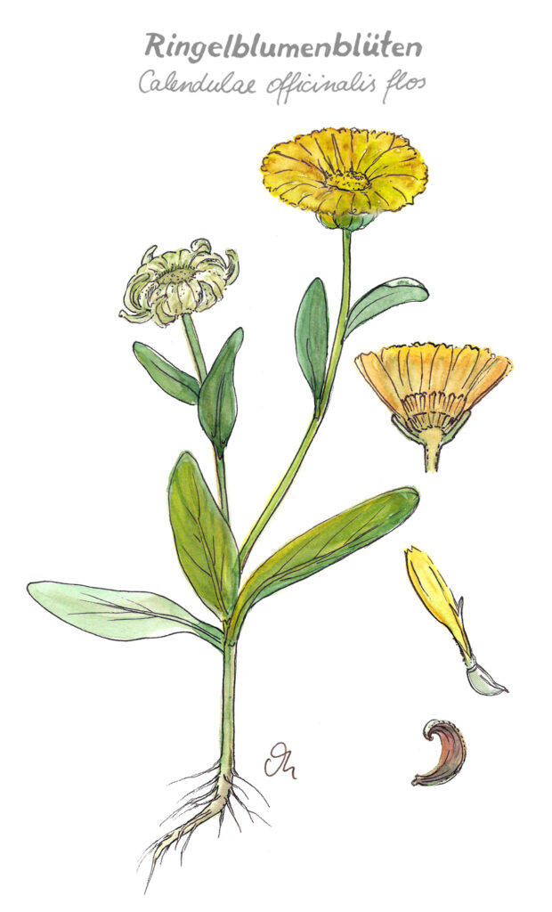 Ringelblume, Zeichnung